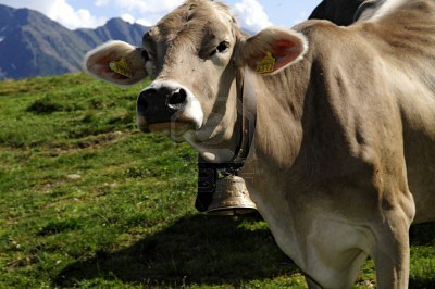 9481919-picture-of-a-cow-with-the-bell-a